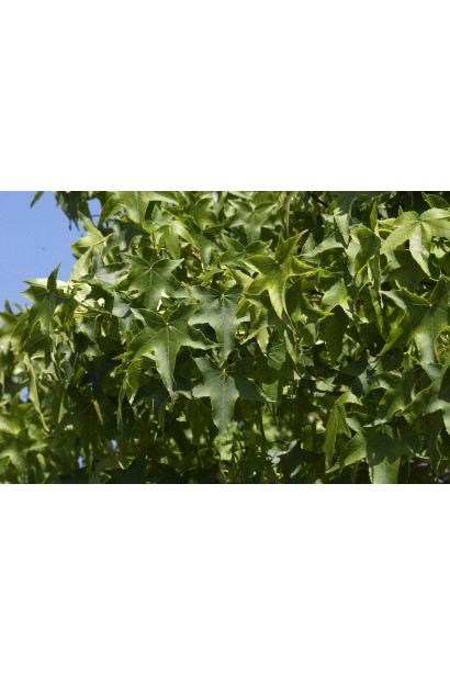 Ліквідамбр смолоносний біля паркової алеї, рівномірна куляста форма крони.